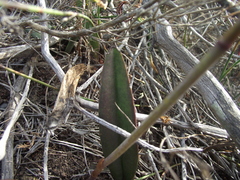 Eulophia tuberculata