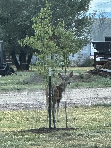 Mule Deer
