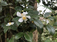 Camellia brevistyla