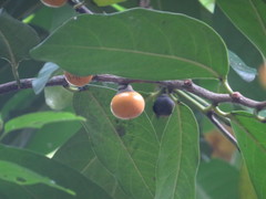 Diospyros maritima