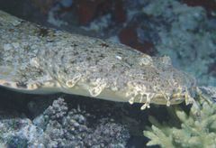 Orectolobus ornatus