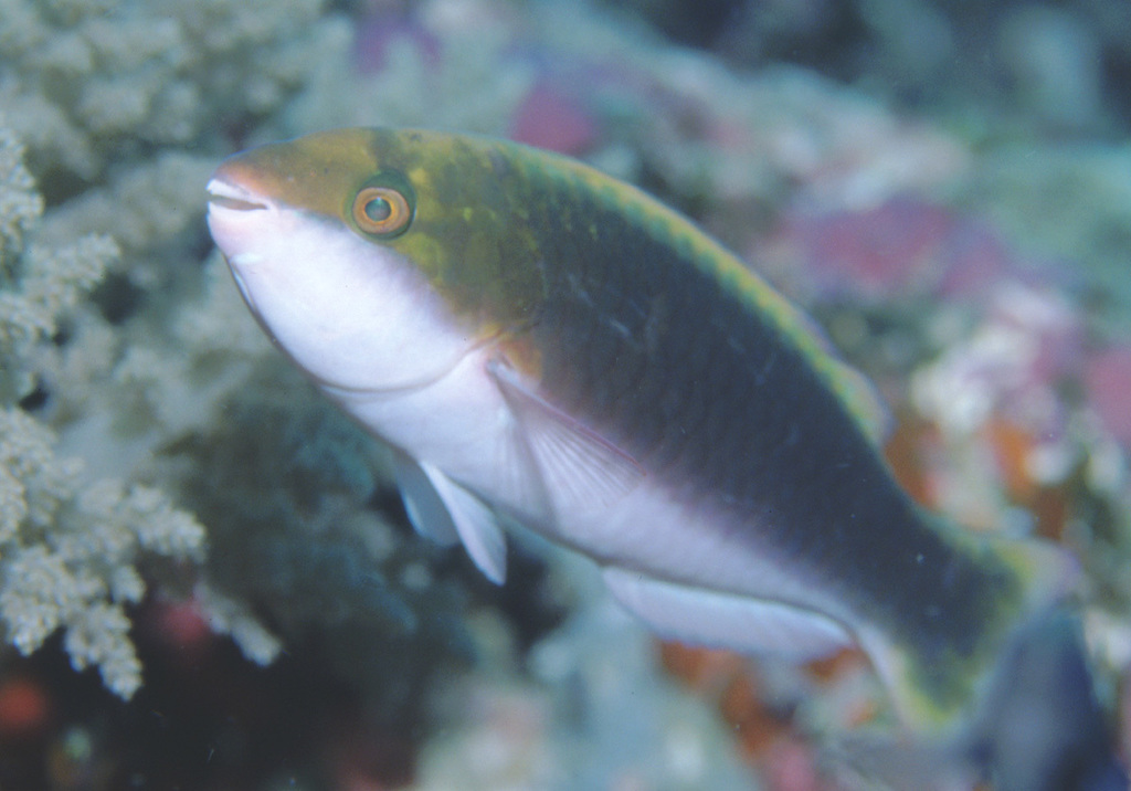 Chameleon Parrotfish