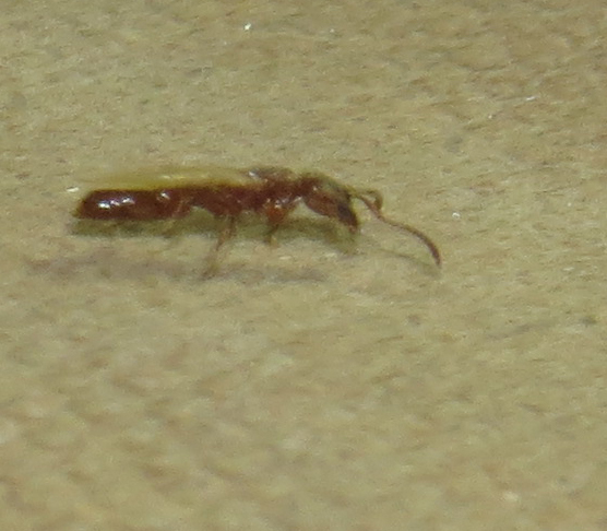 Prionopelta aethiopica