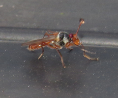 Diopsis longicornis
