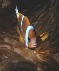 Amphiprion
