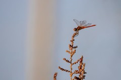 Sympetrum fonscolombii