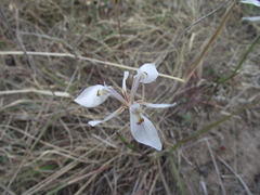 Moraea elliotii