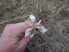 Moraea elliotii
