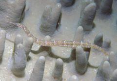 Corythoichthys schultzi