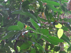 Diospyros maritima