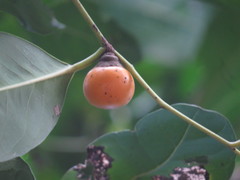 Diospyros maritima