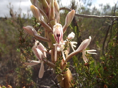 Satyrium longicolle