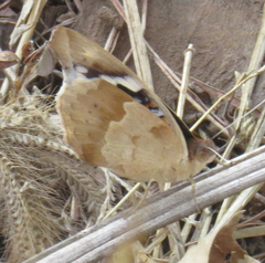 Junonia oenone oenone