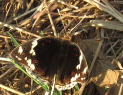 Junonia oenone oenone