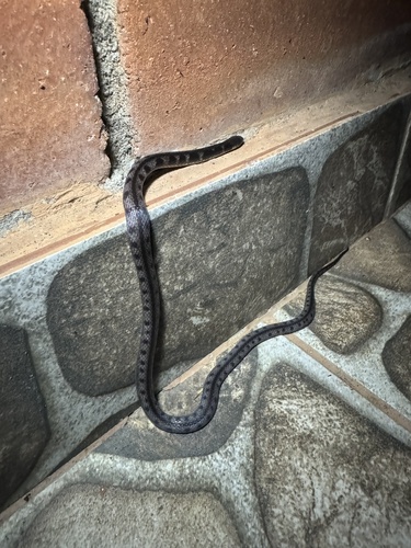 Photo of a Bloody Ground Snake (Atractus sanguineus)