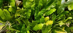 Philodendron
