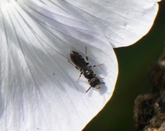 Hylaeus asperithorax