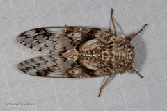 Platypleura badia