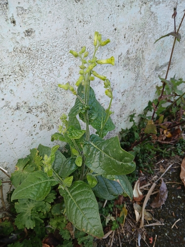 Langsdorff's tobacco (Nicotiana langsdorffii)