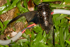 Cryptotympana aquila