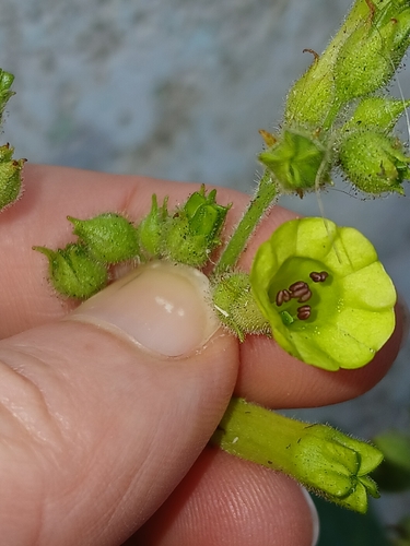 Nicotiana langsdorffii, photograph 2
