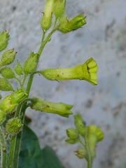 Nicotiana langsdorffii, photograph (c) naturewatchwidow, some rights reserved (CC BY)