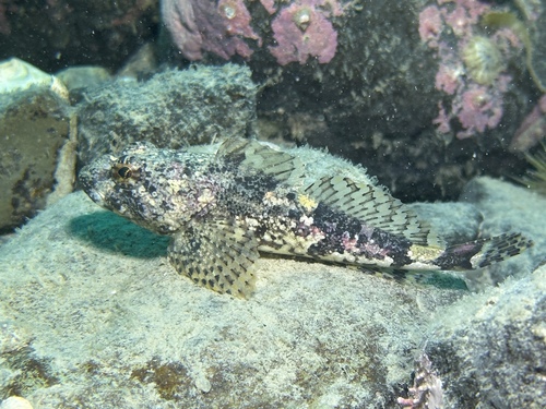 Arctic sculpin (Myoxocephalus scorpioides) — Cottidae