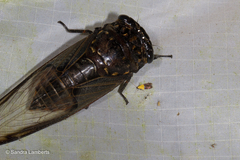 Cryptotympana aquila