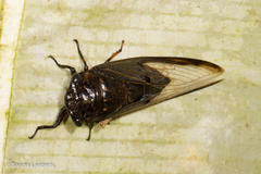 Cryptotympana aquila