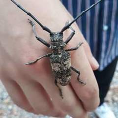 Lamiomimus gottschei