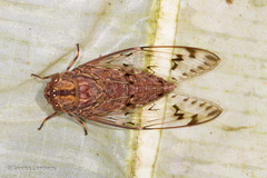 Platylomia flavida