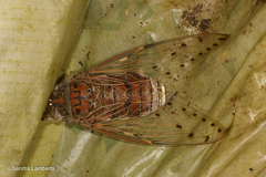 Megapomponia pendleburyi