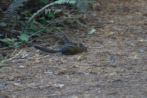 Yellow-cheeked Chipmunk observed by rjaffrey