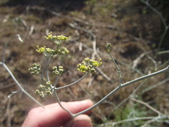 Anginon rugosum