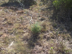 Anginon rugosum