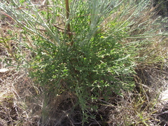 Anginon rugosum