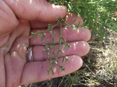 Anginon rugosum