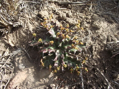 Euphorbia stellata