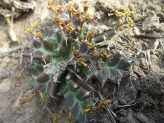 Euphorbia stellata