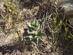 Senecio hirtifolius