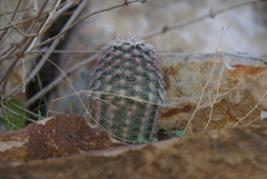 Echinocereus pectinatus pectinatus