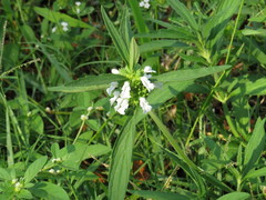 Leucas lavandulifolia