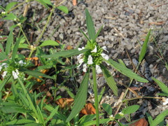 Leucas lavandulifolia