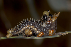 Perga dorsalis