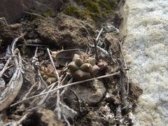 Euphorbia globosa