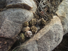Euphorbia globosa