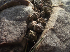 Euphorbia globosa