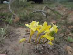 Freesia corymbosa