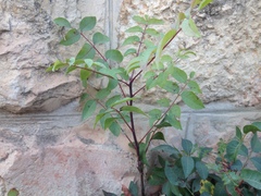 Pistacia terebinthus palaestina