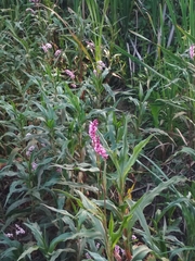 Persicaria madagascariensis